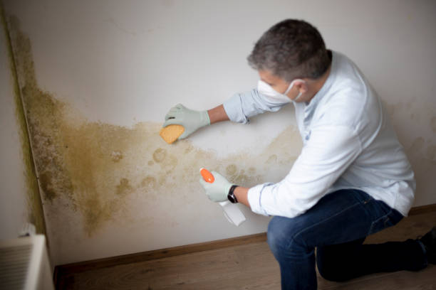 Best Post-Construction Mold Inspection  in Buena Vista, GA